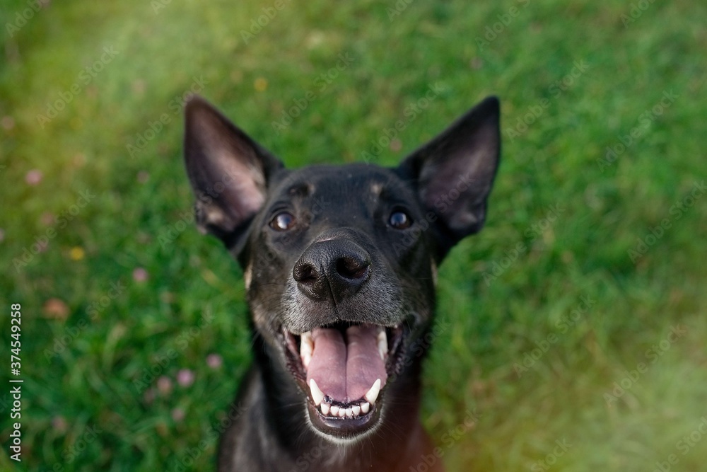 Funny portrait of cute smiling dog waiting for reward Funny portrait of cute smiling dog waiting for reward