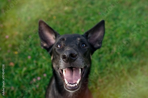 Funny portrait of cute smiling dog waiting for reward 