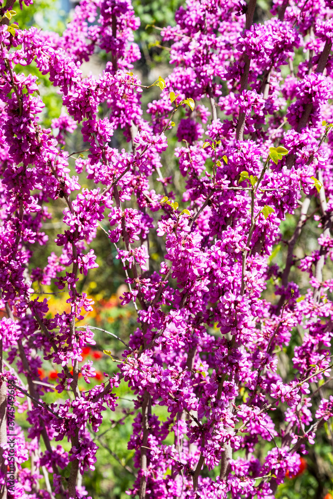 Fototapeta premium Beautiful pink flowers on the branches of tree with selective focus. Creative processing in light key