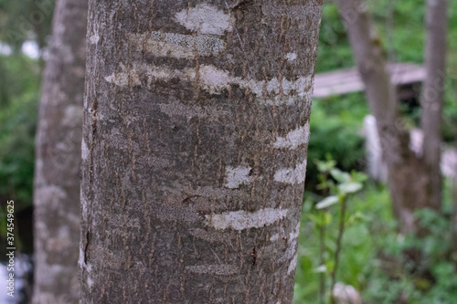 Tree trunk close-up photo, gray and white