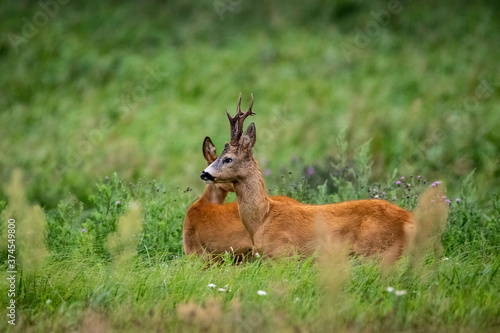Wallpaper Mural young deer in the grass Torontodigital.ca