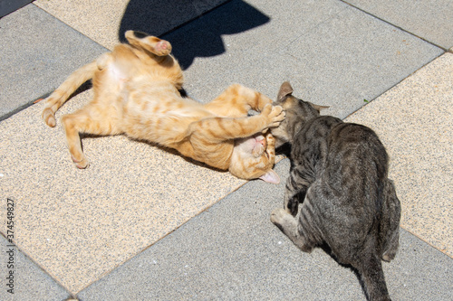 Gatos jugando photo