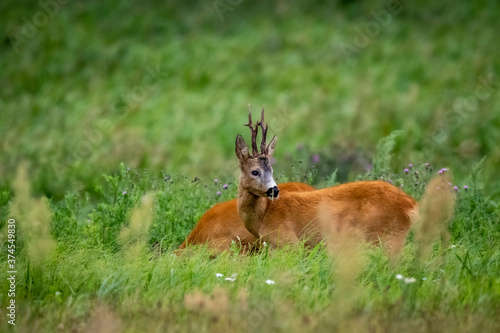 Fototapeta Naklejka Na Ścianę i Meble -  antelope in the grass
