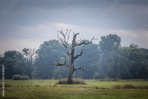 Wallpaper Mural trees in the fog Torontodigital.ca
