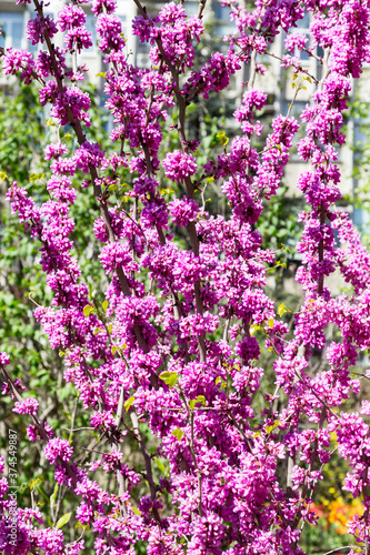 Beautiful pink flowers on the branches of tree with selective focus. Creative processing in light key