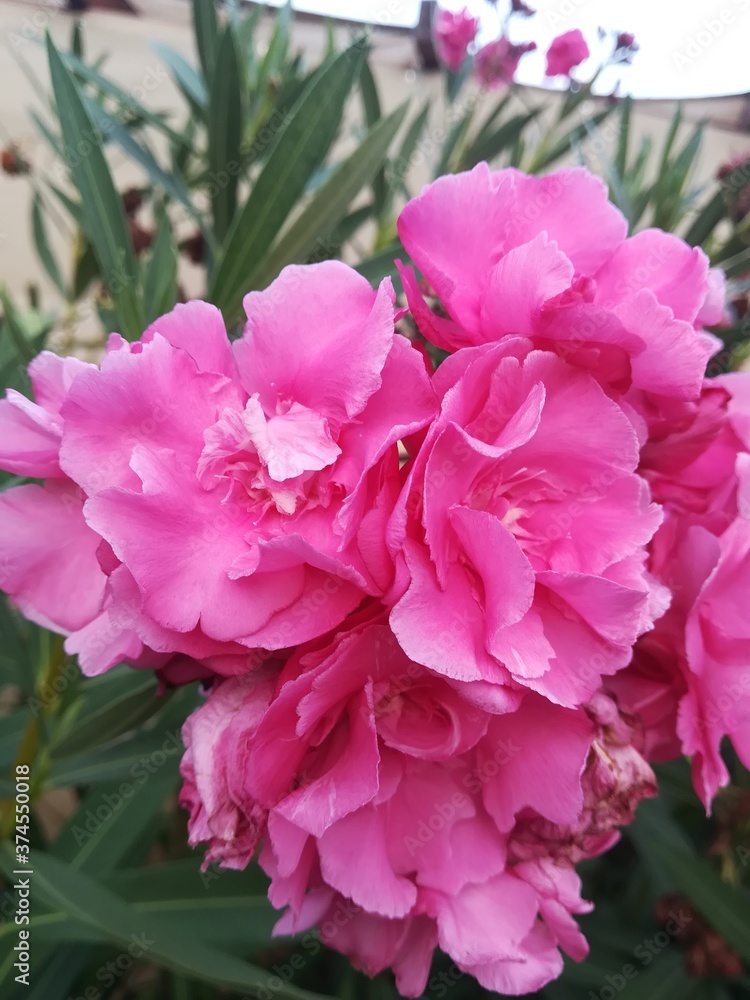 Fototapeta premium pink rose bush