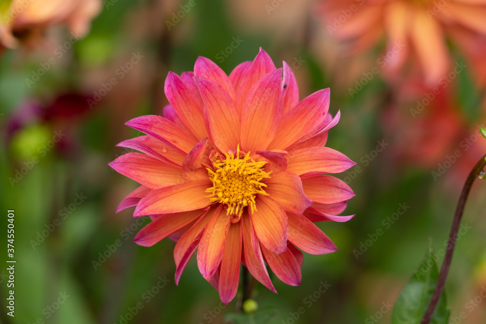 Brightly Coloured Orange and Purple and Yellow Large headed wildflower Brightly Coloured Orange and Purple and Yellow Large headed wildflower