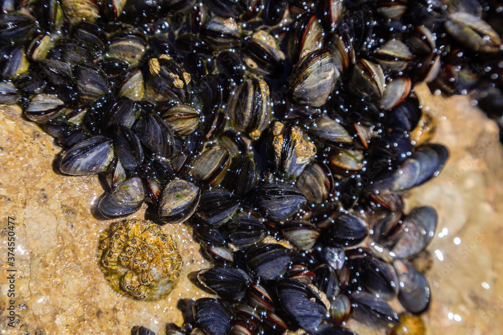 A colony of small live mussels on rocks on the ocean. A colony of small live mussels on rocks on the ocean.