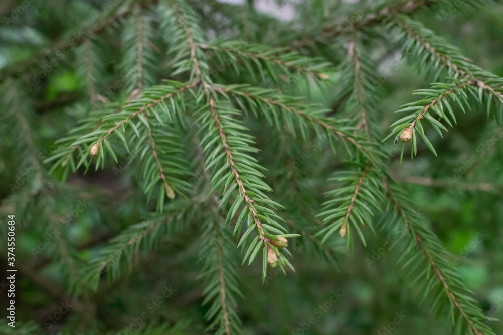 tree branch, needles close-up in the forest