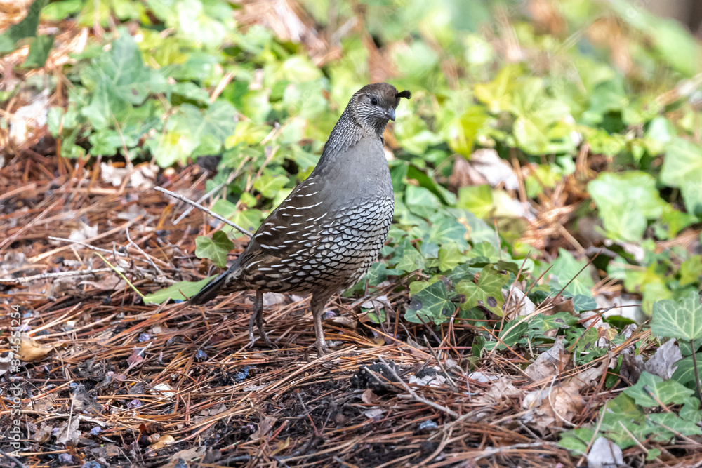 Female California Quail (Callipepla californica)