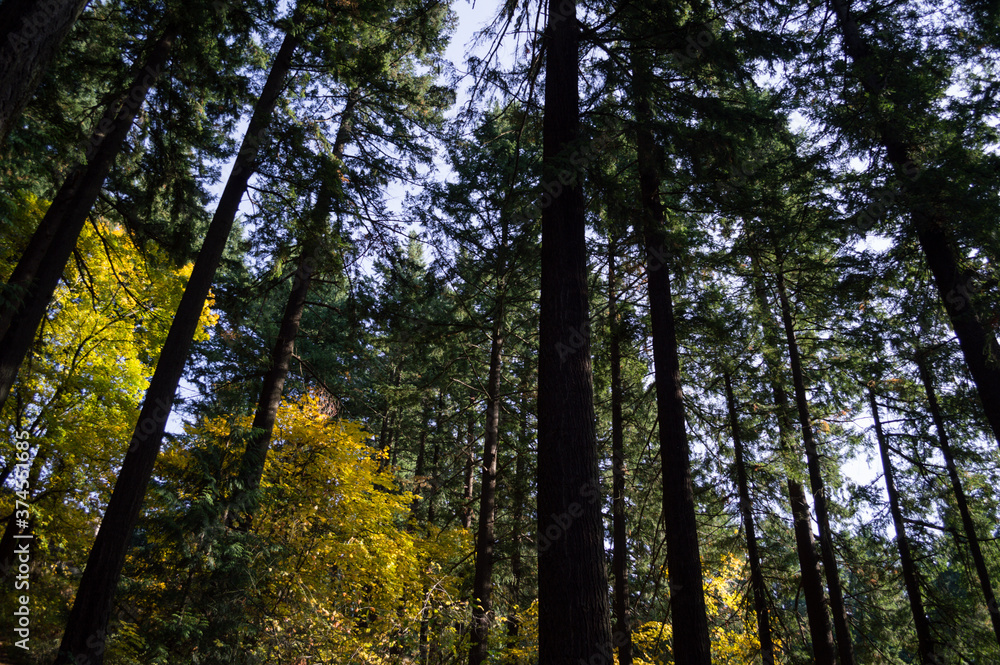 Pine Trees and Broadleaves with Colorful Foliage at Westmoreland Park Nature Playground in Portland, Oregon, USA Pine Trees and Broadleaves with Colorful Foliage at Westmoreland Park Nature Playground in Portland, Oregon, USA