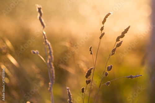 Meadow cereals and branches in light of sun on summer day