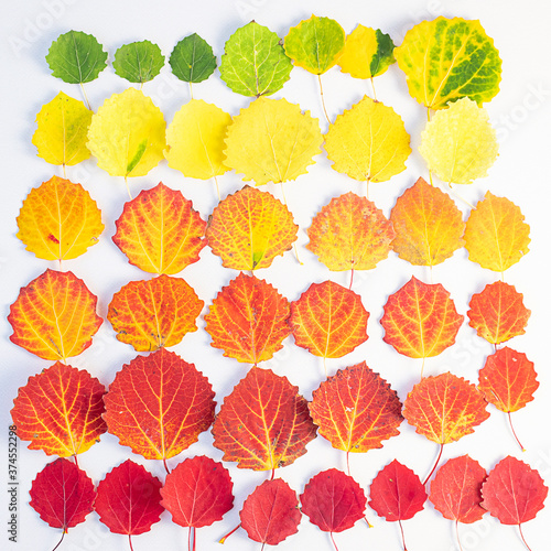 Autumn flat lay: green, yellow and red leaves are arranged by color. Natural gradient. View from above.