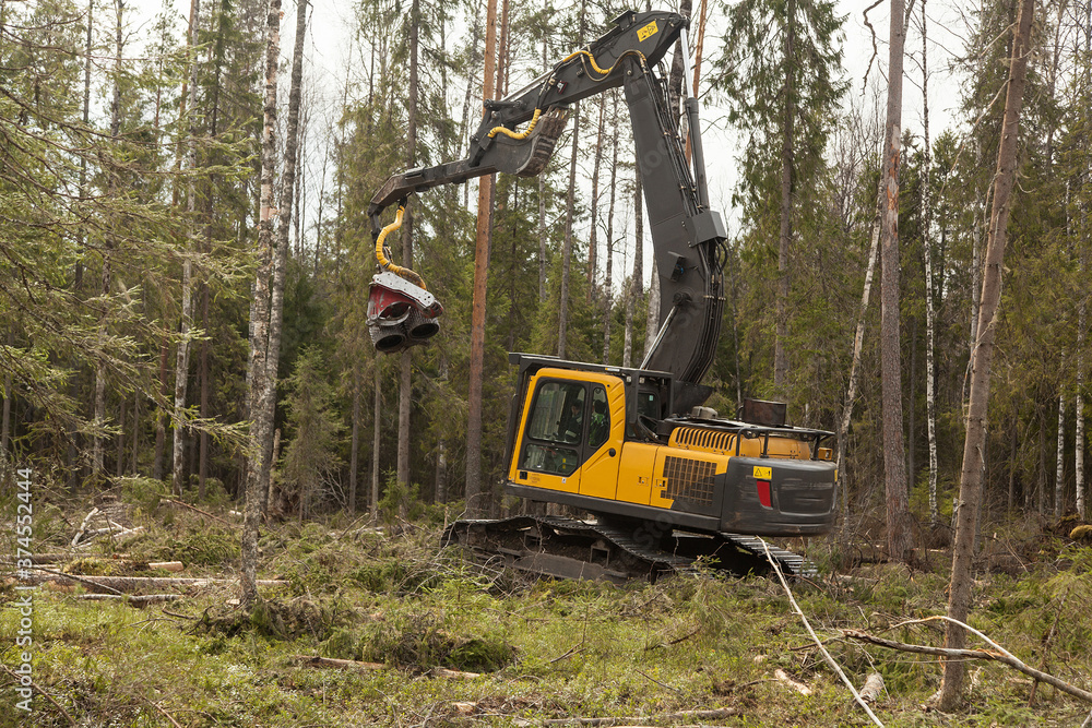Industrial harvester cutting wood in a pine forest Industrial harvester cutting wood in a pine forest