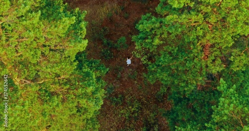 Wallpaper Mural Woman is resting in a pine forest, walking. Fluffy branches of pine trees as seen from a copter. Walk in the forest, beautiful nature. 4k, 10bit, ProRes Torontodigital.ca