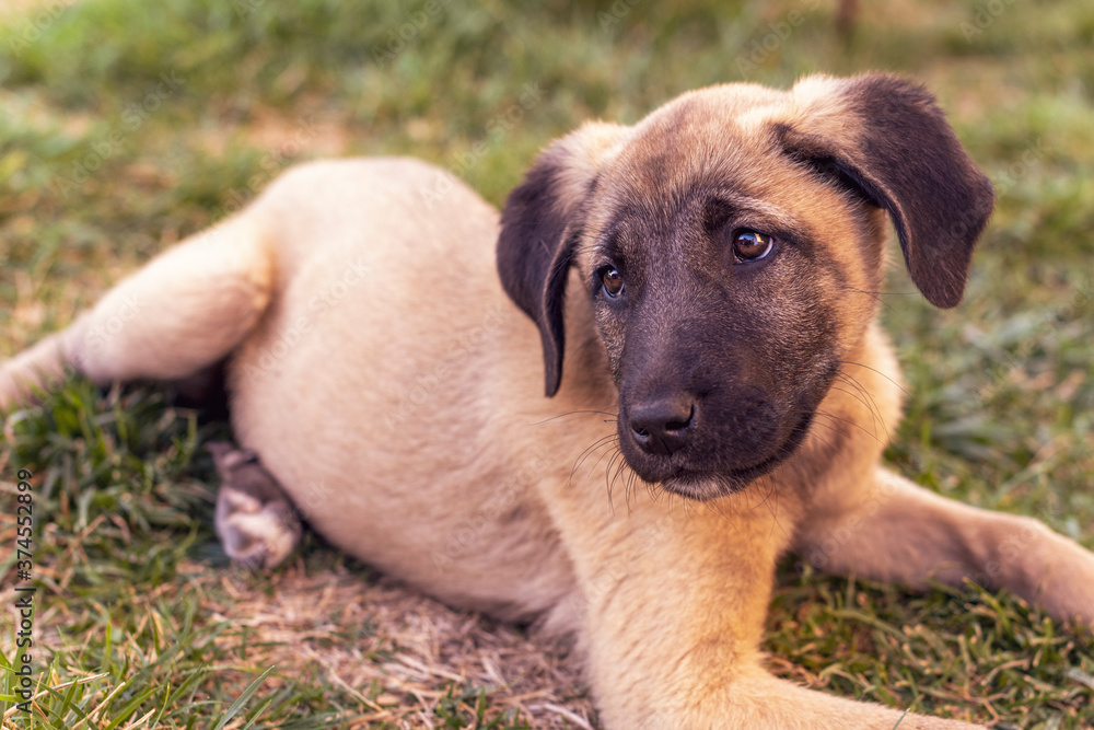 Beautiful and healthy stray dog puppy with black nose and black ears lying on the grass and looking away. Captivating sad and sparkly eyes. Beautiful and healthy stray dog puppy with black nose and black ears lying on the grass and looking away. Captivating sad and sparkly eyes.