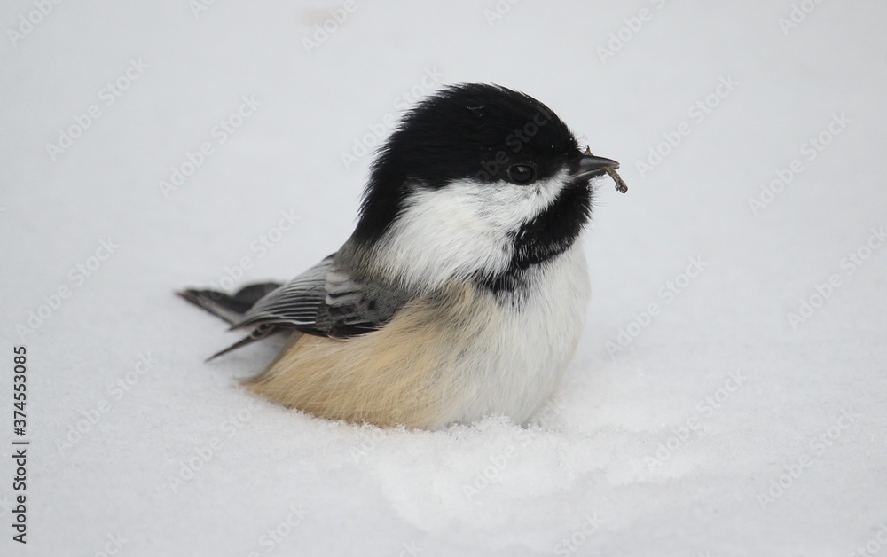 Naklejka premium Chickadee in snow bed