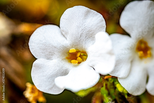 White Sutera Flower with Yellow Center from the Garden