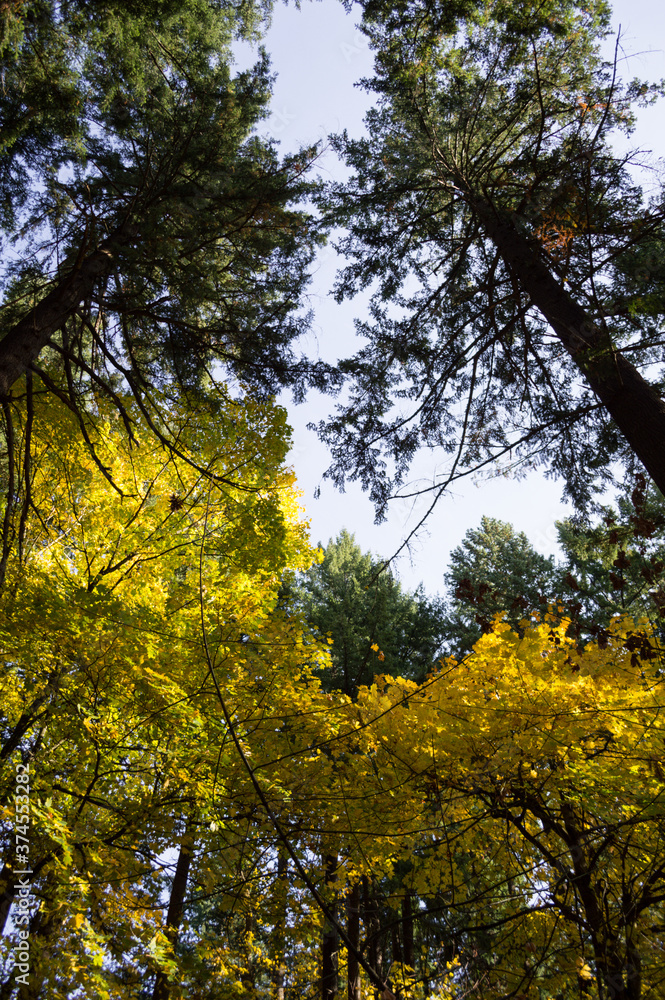 Obraz premium Pine Trees and Broadleaves with Colorful Foliage at Westmoreland Park Nature Playground in Portland, Oregon, USA
