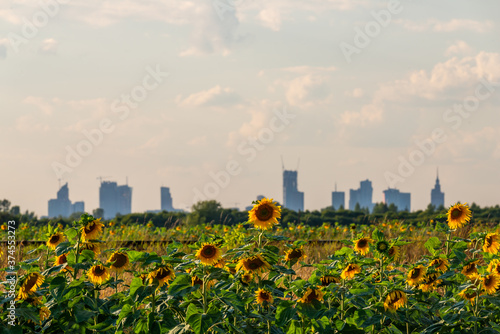 Sunflowers © Krzysztof