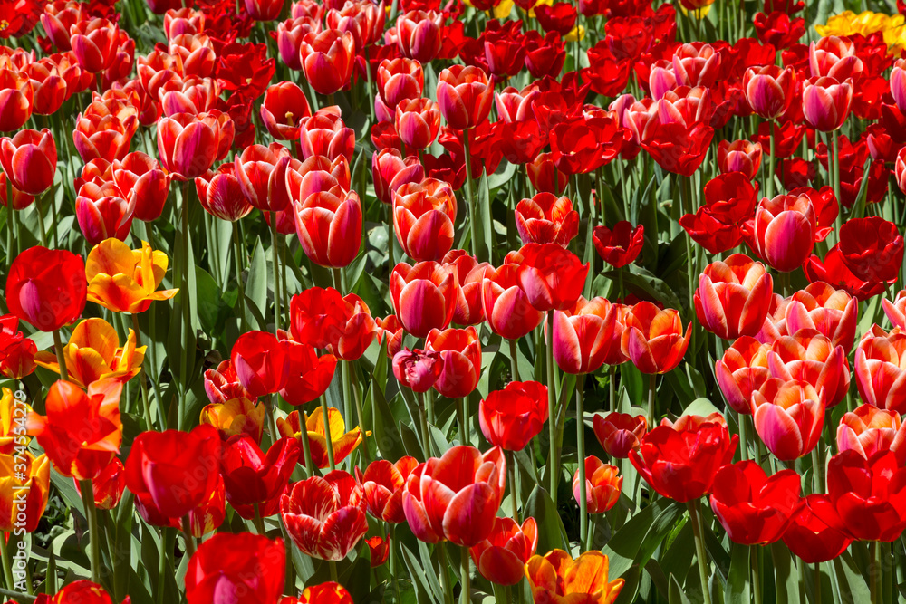 tulips flower, many flowering tulips on a flower bed Can be used for display or montage your production. Presentation of advertising ideas. tulips flower, many flowering tulips on a flower bed Can be used for display or montage your production. Presentation of advertising ideas.