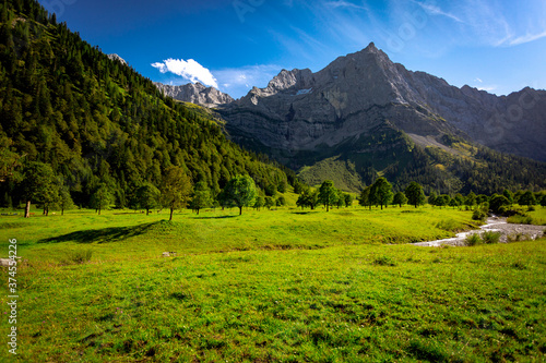 Ahornb  ume in der Eng Alm  im Karwendelgebierge  an einem sonnigen Tag in Tirol  in   sterreich.