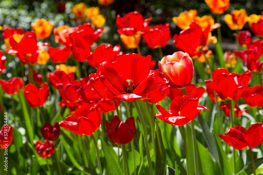 tulips flower, many flowering tulips on a flower bed Can be used for display or montage your production. Presentation of advertising ideas. tulips flower, many flowering tulips on a flower bed Can be used for display or montage your production. Presentation of advertising ideas.
