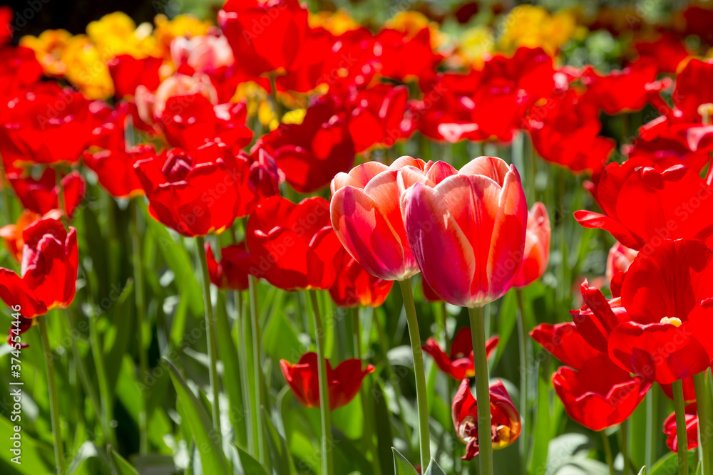 tulips flower, many flowering tulips on a flower bed Can be used for display or montage your production. Presentation of advertising ideas. tulips flower, many flowering tulips on a flower bed Can be used for display or montage your production. Presentation of advertising ideas.