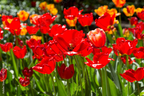 tulips flower, many flowering tulips on a flower bed Can be used for display or montage your production. Presentation of advertising ideas. © Elena