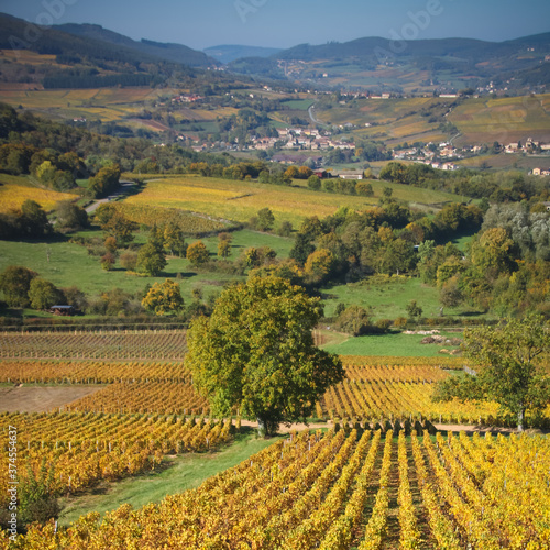 vignoble en automne près de la Roche de Solutré en Saône et Loire