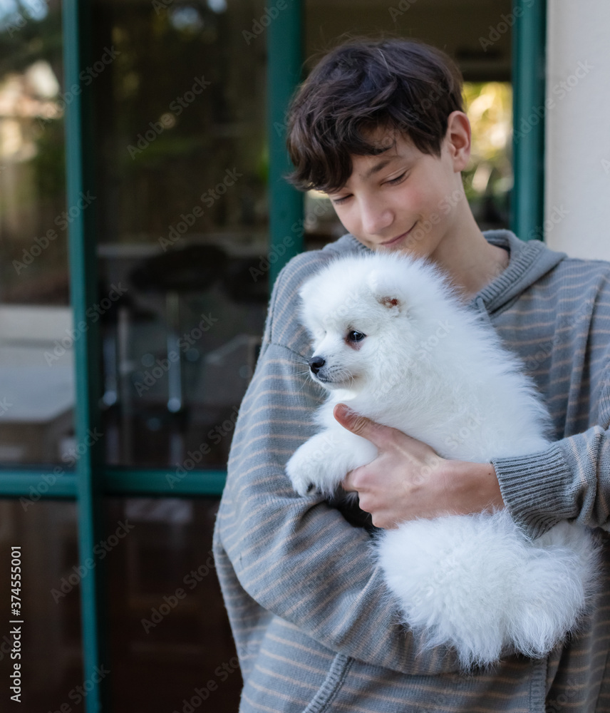 japanese spitz puppy at home japanese spitz puppy at home
