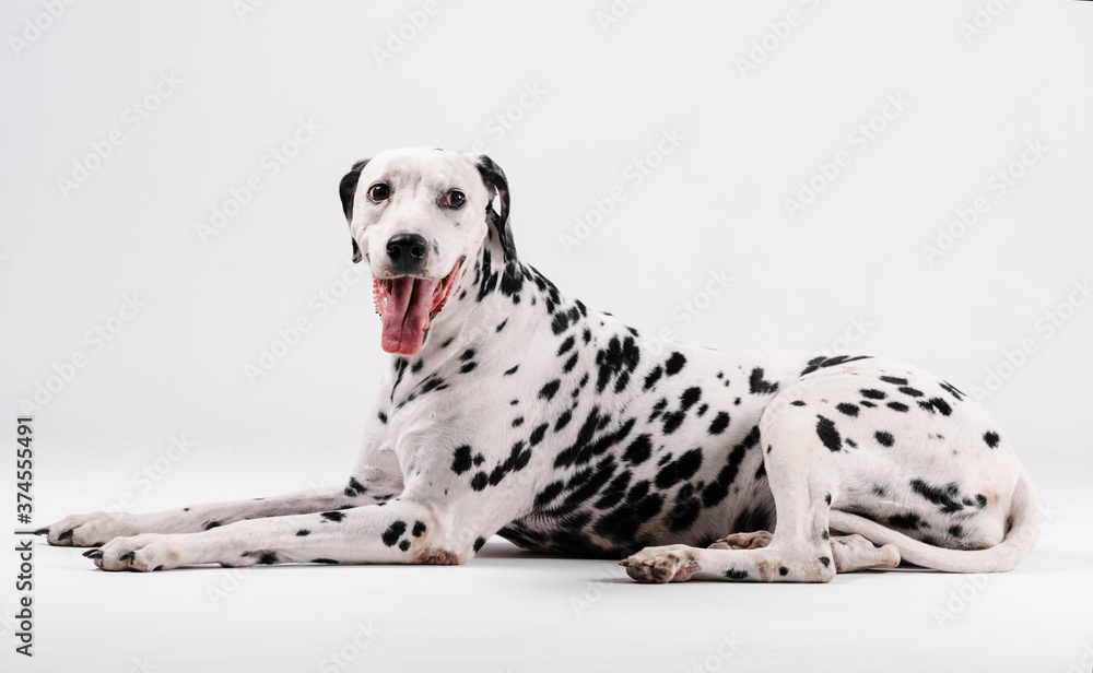 Dalmatian dog sitting and facing isolated with white background