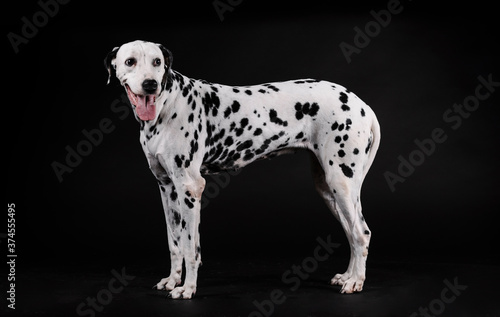 Dalmatian dog standing on a black background © ImagineStock