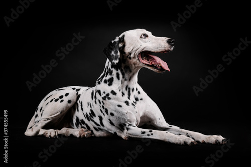 Dalmatian dog sitting side by side isolated with black background