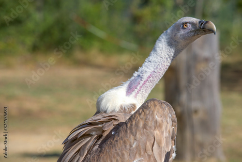 vautour photo