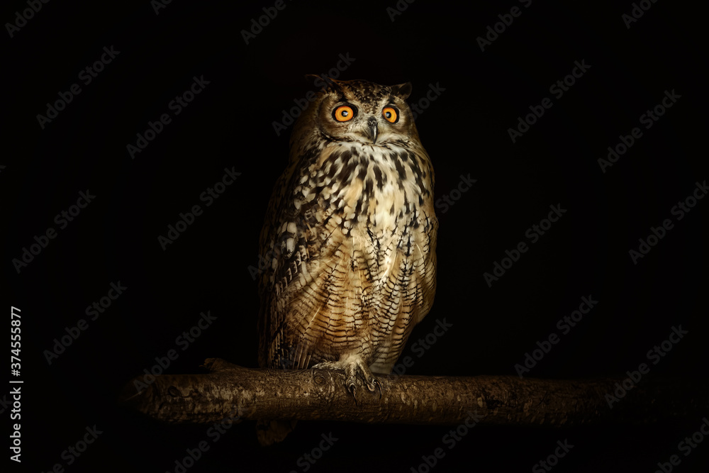 Fototapeta premium Eurasian eagle-owl (Bubo bubo)