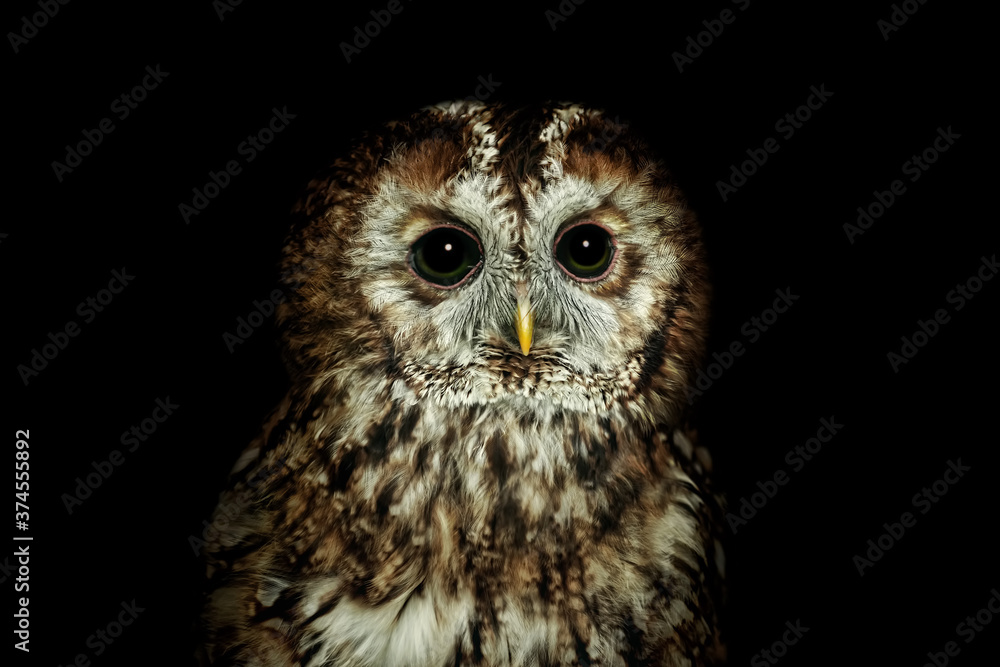 Fototapeta premium Tawny owl or brown owl (Strix aluco)