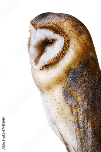 Common barn owl (Tyto alba)