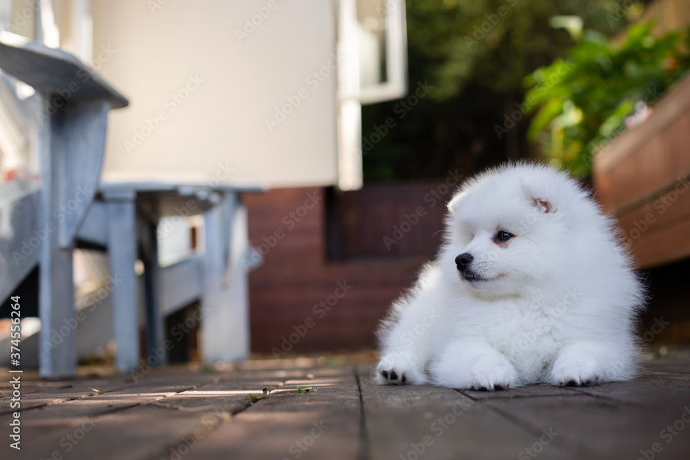 japanese spitz puppy at home japanese spitz puppy at home