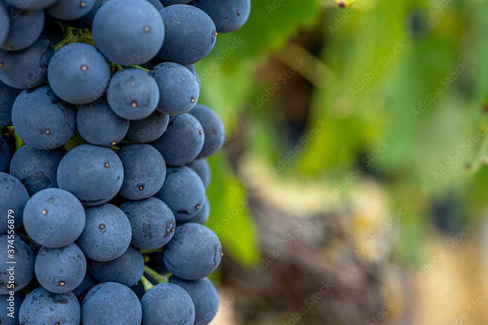 Macro close-up of bunches of ripe red wine grapes on vine. Soft focus background. 