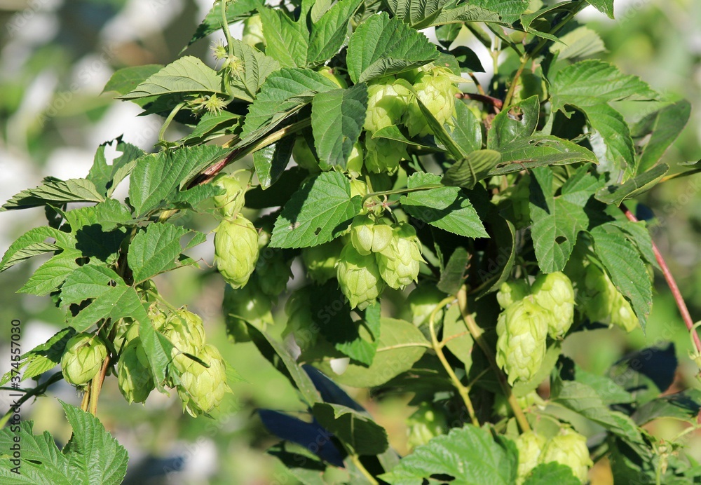 Fototapeta premium Common hops Humulus lupulus with fruit