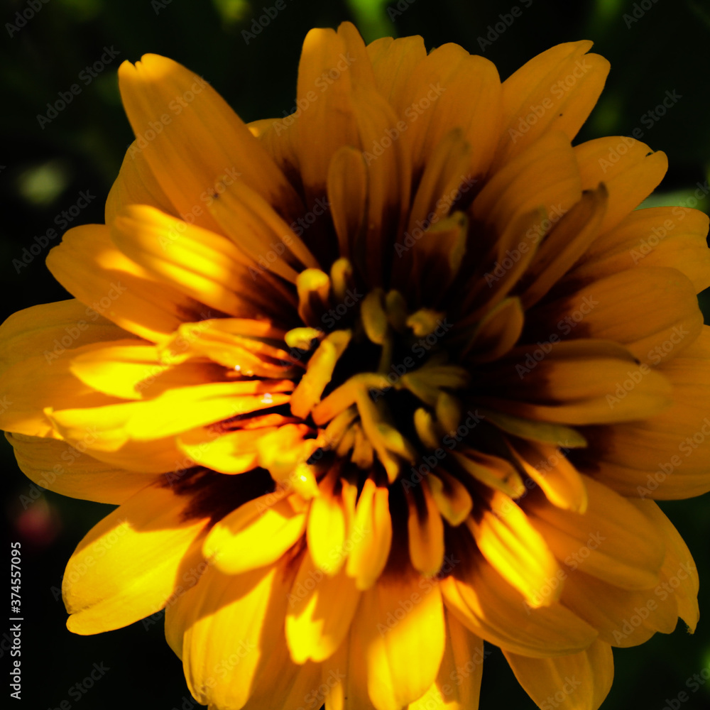 Fototapeta premium fleur