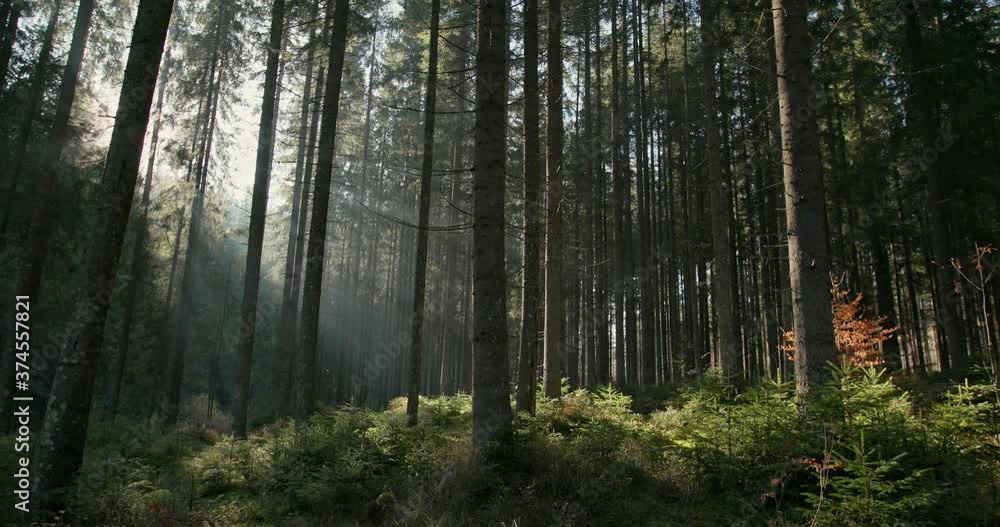 Dense evergreen forest with sun rays shining through trees