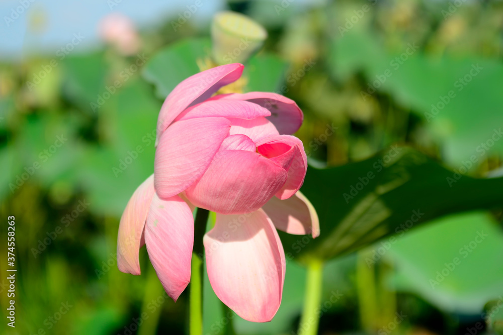 beautiful blooming lotus. pink lotus. beautiful blooming lotus. pink lotus.