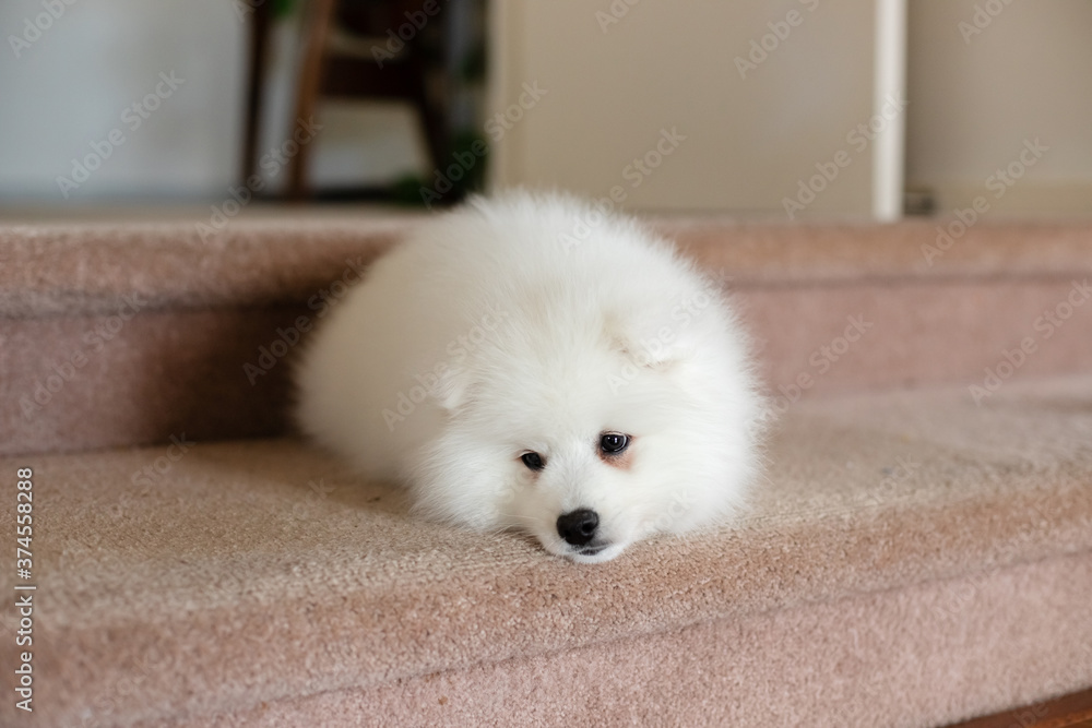 japanese spitz puppy at home japanese spitz puppy at home