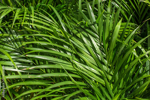 Cane palm also known as Dypsis Lutescens