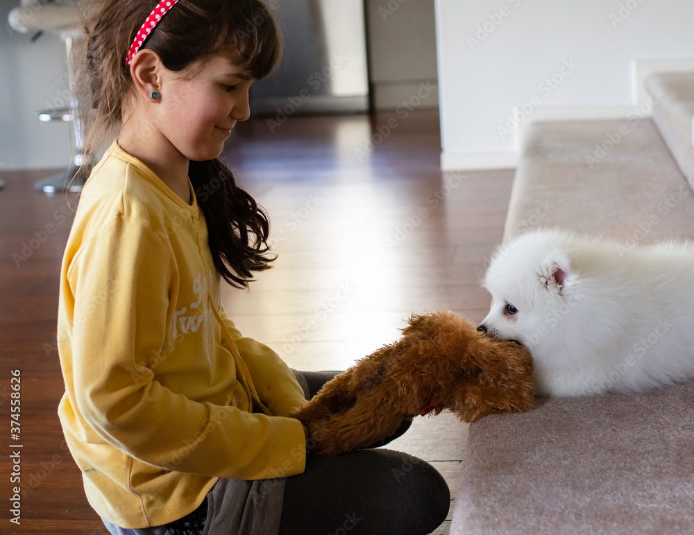 japanese spitz puppy at home japanese spitz puppy at home
