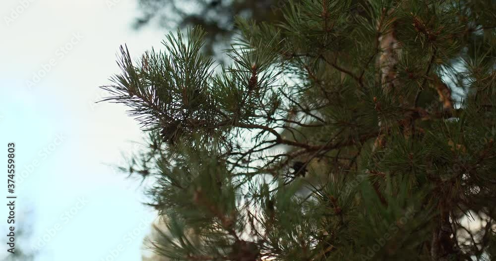 Pine branch with cones sways in the wind. Pine forest, branches, close-up. Bottom up camera view. 4k, 10bit, ProRes Pine branch with cones sways in the wind. Pine forest, branches, close-up. Bottom up camera view. 4k, 10bit, ProRes