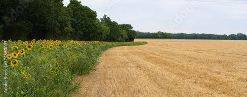 Panorama of Sunflower Bed in Field Edge for insect  wildflower and nature conservation