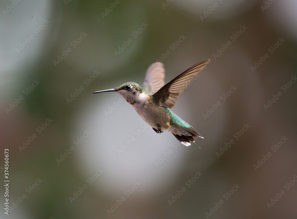 Fototapeta premium Niedojrzały samiec kolibra rubinowłosego